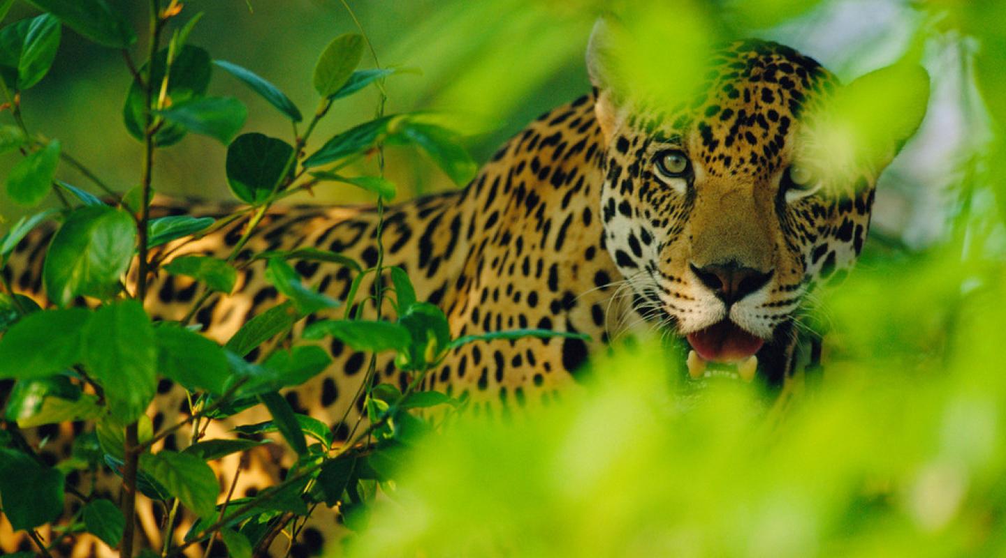 Here are our top 10 facts about Jaguars WWF